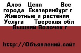 Алоэ › Цена ­ 150 - Все города, Екатеринбург г. Животные и растения » Услуги   . Тверская обл.,Вышний Волочек г.